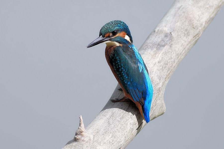 martin pescatore